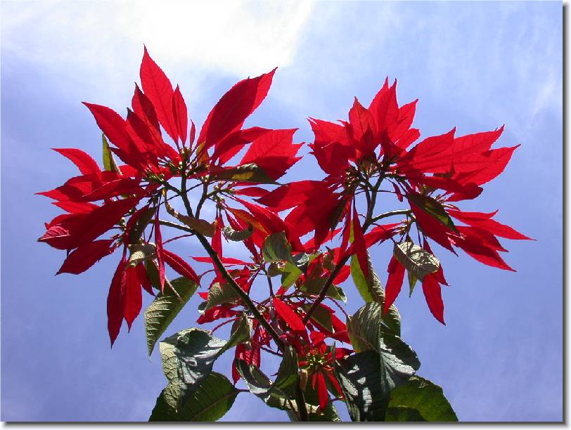 Click for the original image